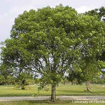 Caribbean Mahogany Tree