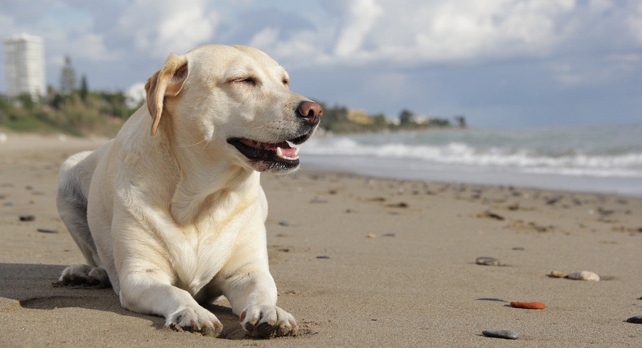 How Can I Take My Dog On Vacation