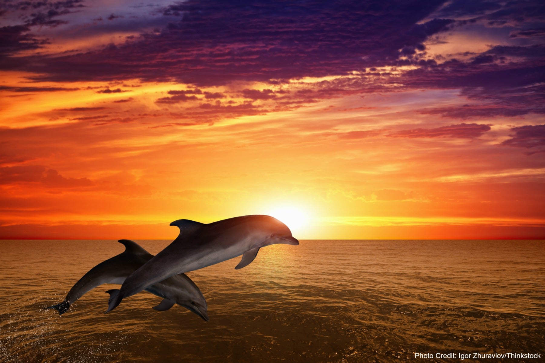 Dolphins in the sunset