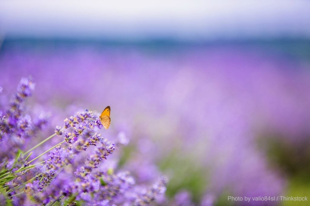 Butterfly in a lavender field