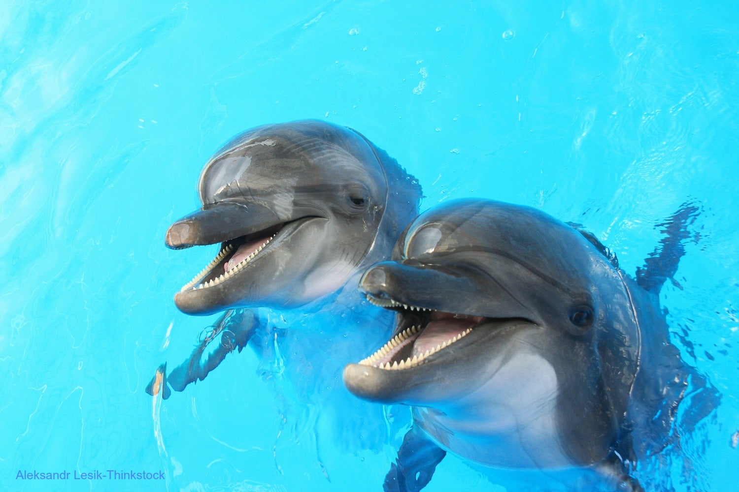 Fort Myers Dolphin Tours