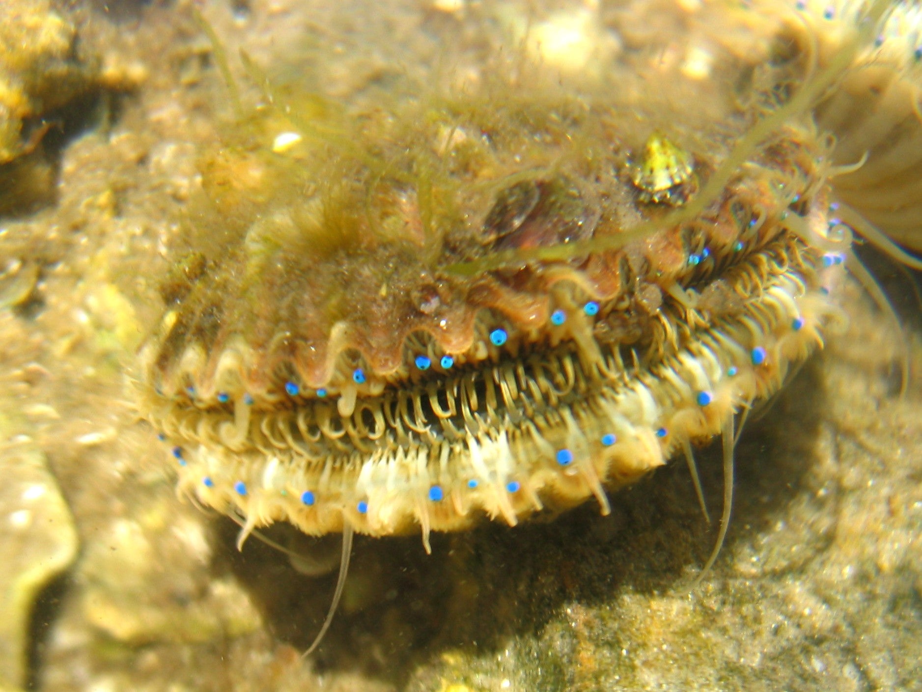 Bay scallops have distinctive blue eyes.