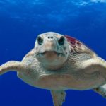 Extraordinary year for sea turtles