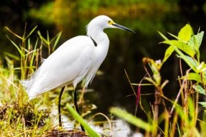 A snowy egret looks for a bite to eat in Everglades National Park.