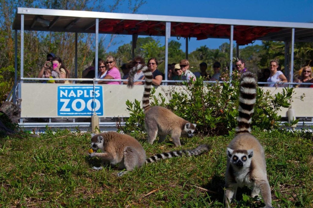 Take the Primate Expedition Cruise at Naples Zoo.