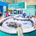 Get a hands-on experience at the SEA-to-See Touch tank.