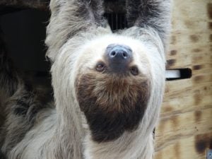 Susie the sloth is just hanging out at Naples Zoo.