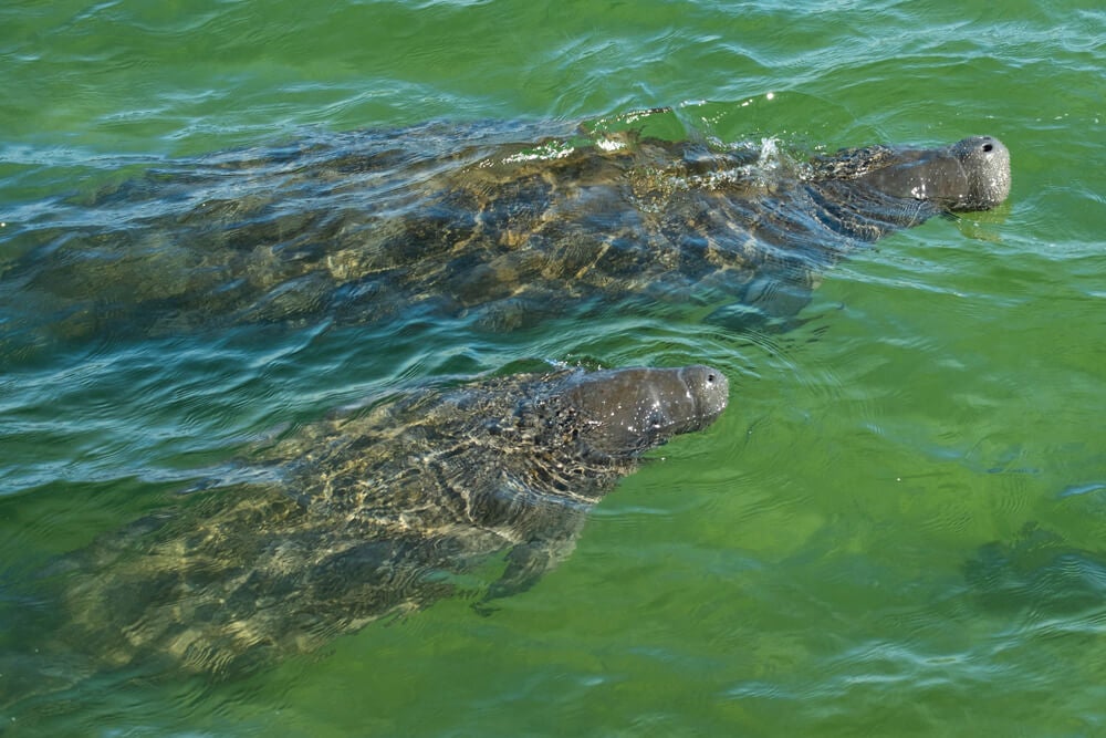 Manatees in Manatee Park, Lee County, Florida.
