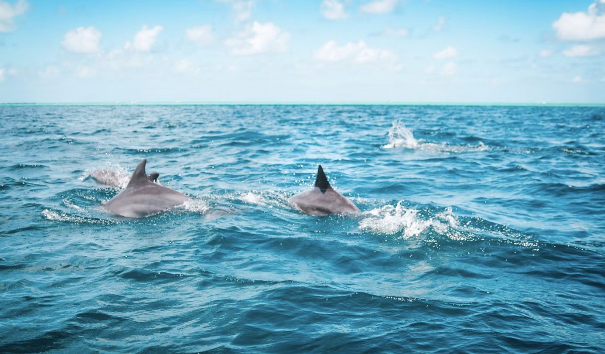 Top Fort Myers Things to Do With Family Sunset Cruise Sun Palace