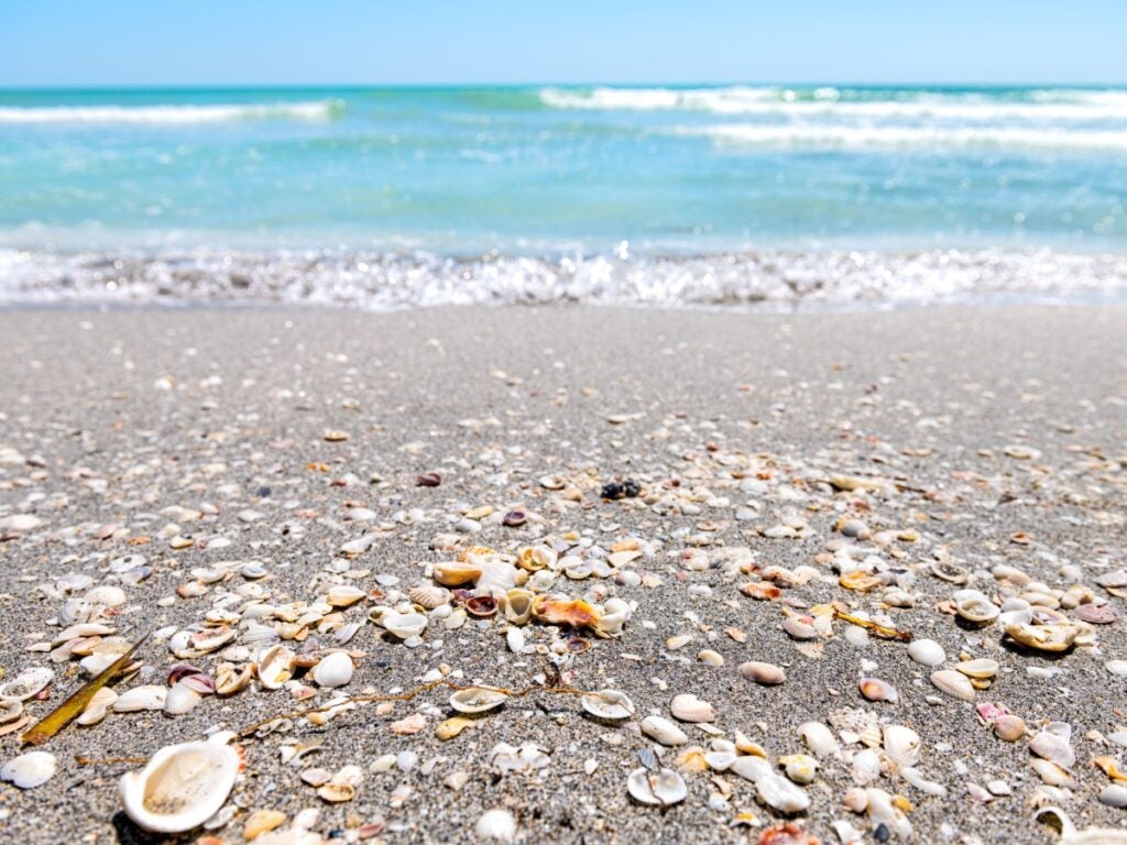 Shelling Fort Myers Beach